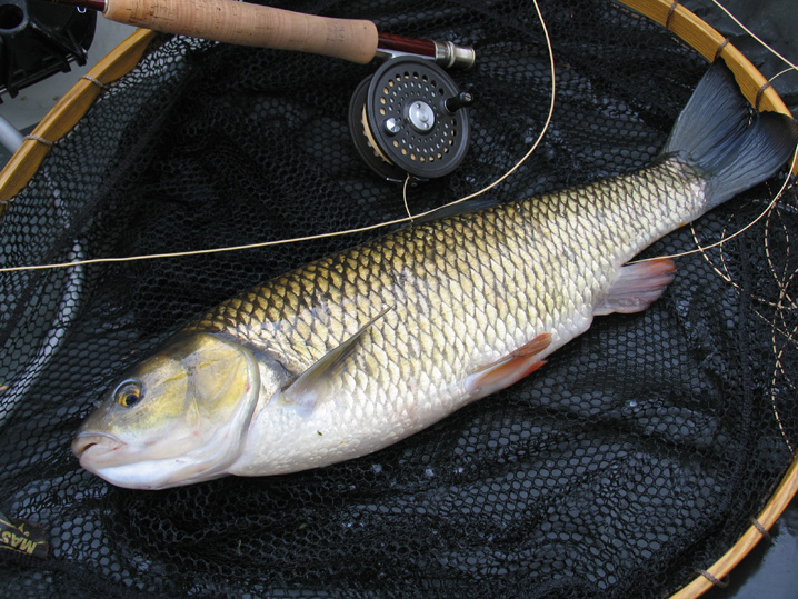 I've done a lot of chub fishing